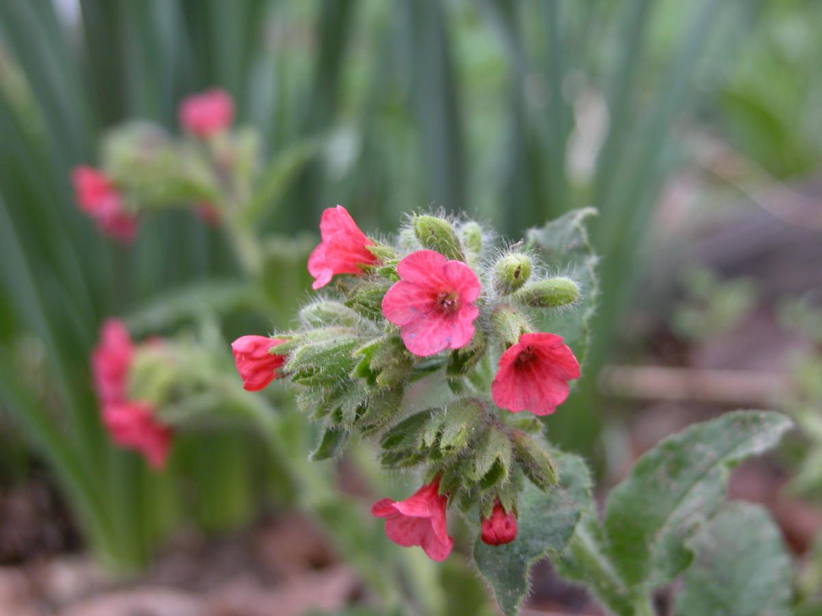 Pulmonaire rouge