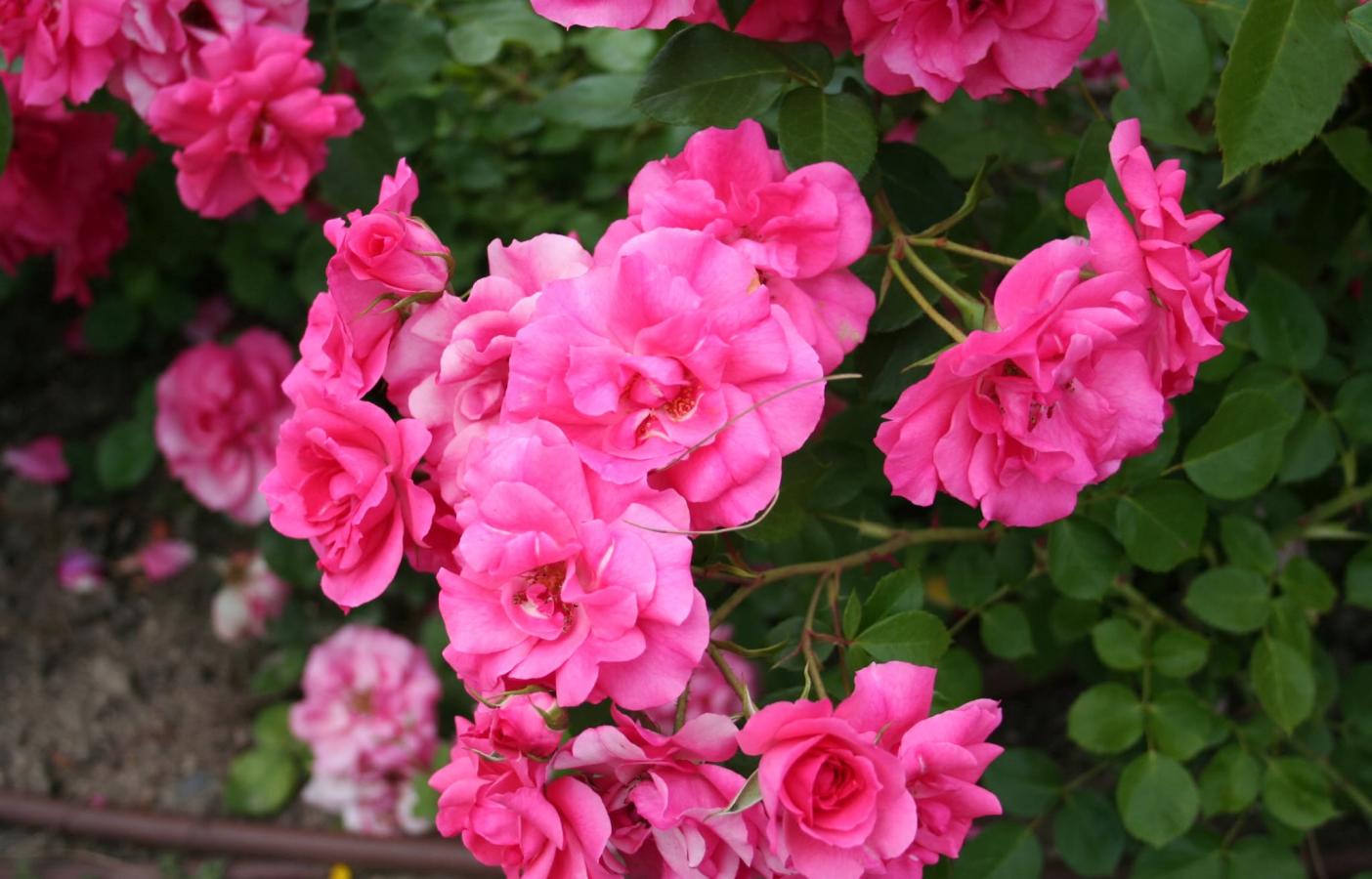 Rosier 'Pink La Sevillana'