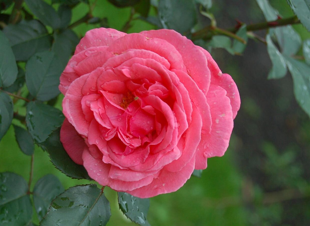Rosier 'Pariser Charme'