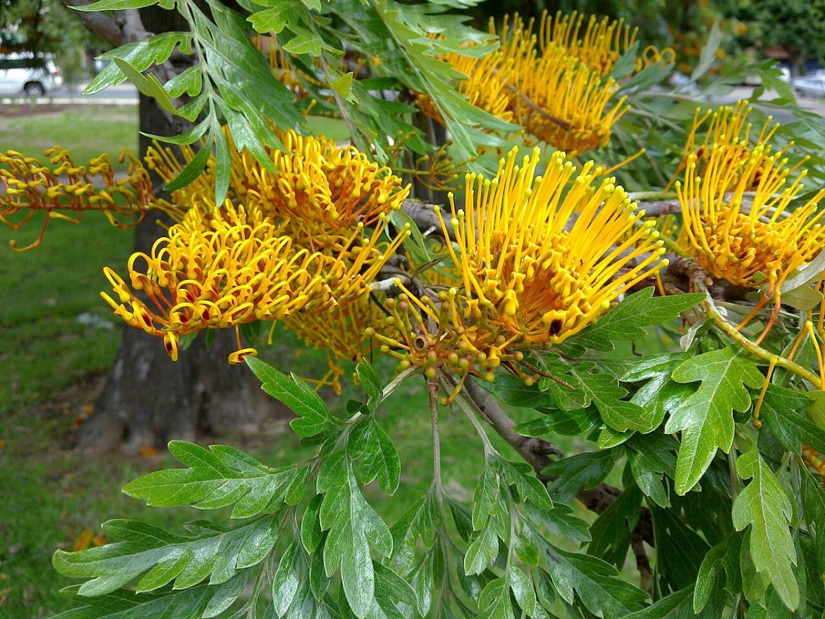 Grevillea robuste