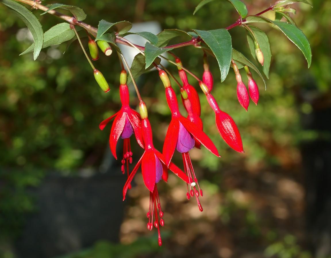 Fuchsia royal