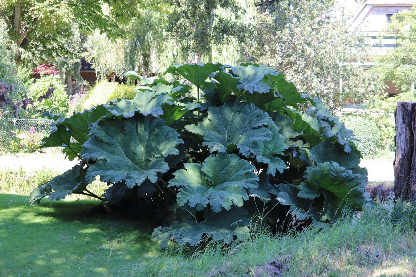 Rhubarbe des jardins