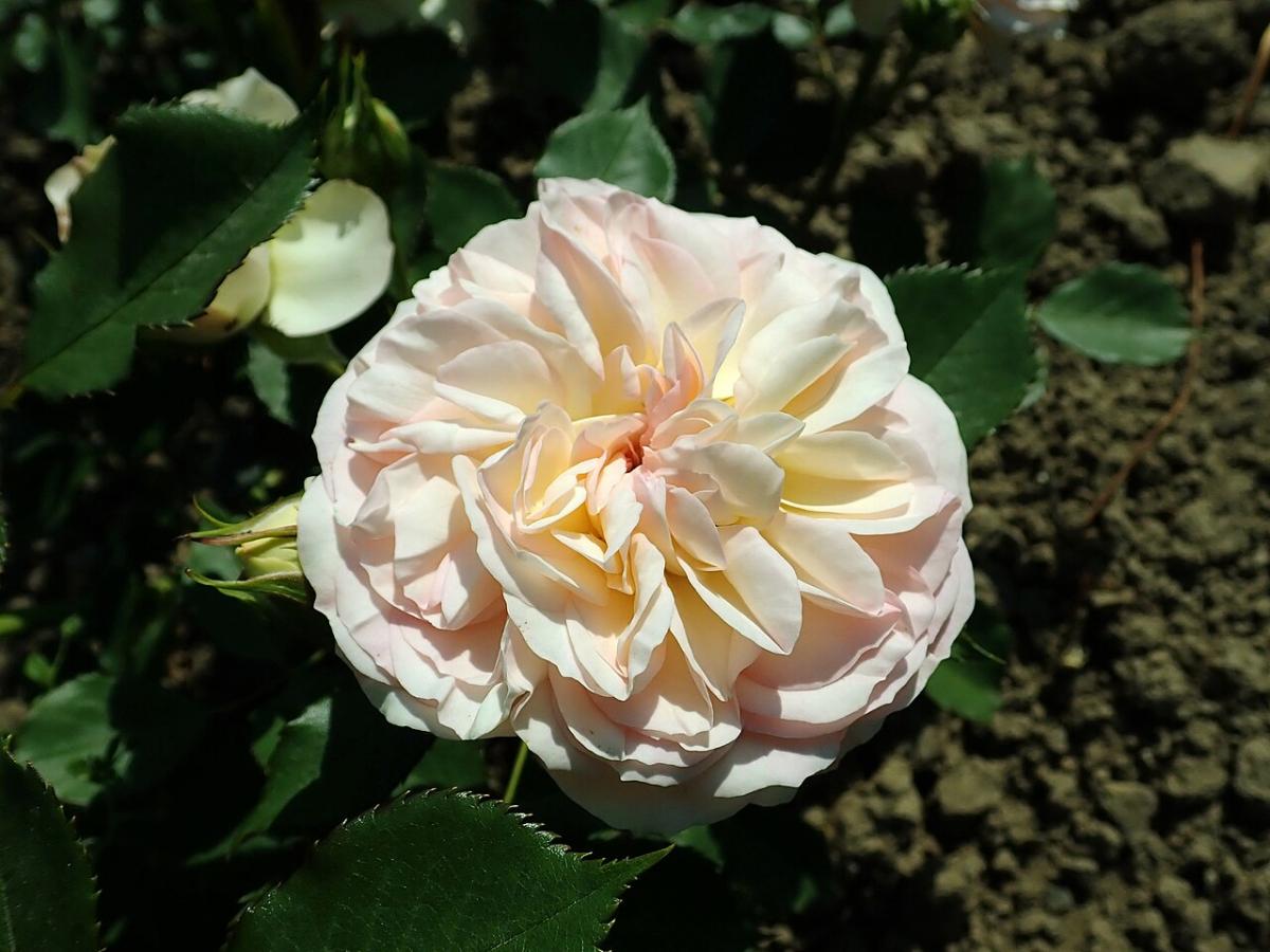 Rosier 'Pastella'