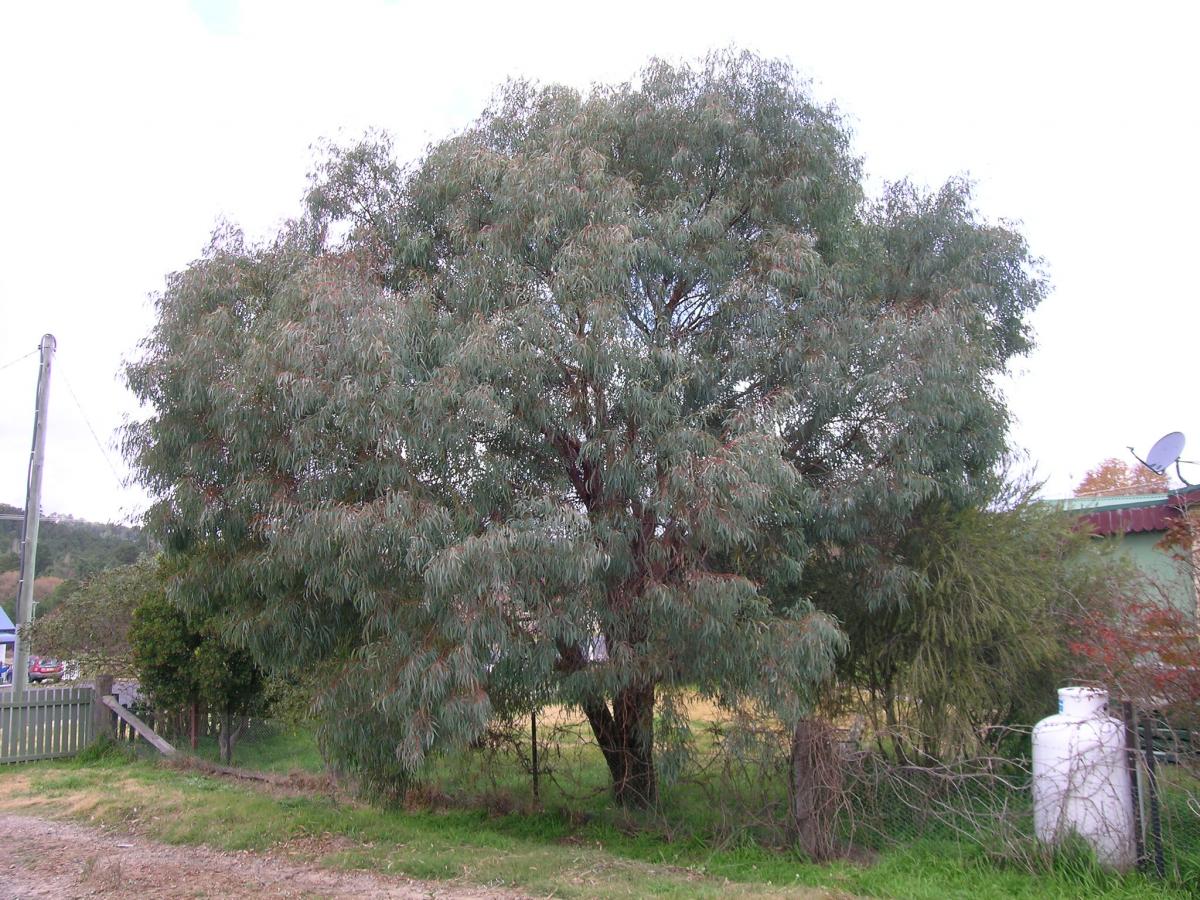 Eucalyptus de Nicol