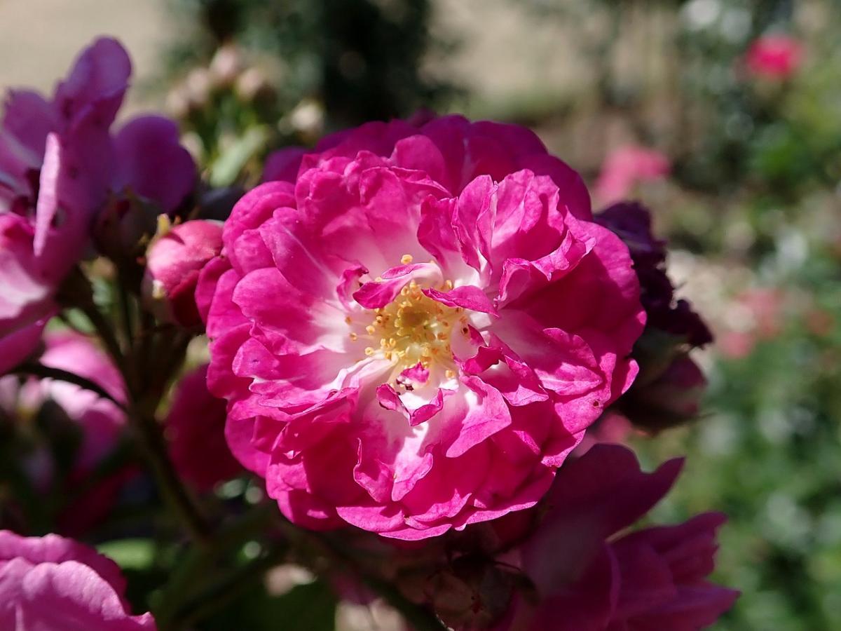 Rosier 'Perennial Blue'