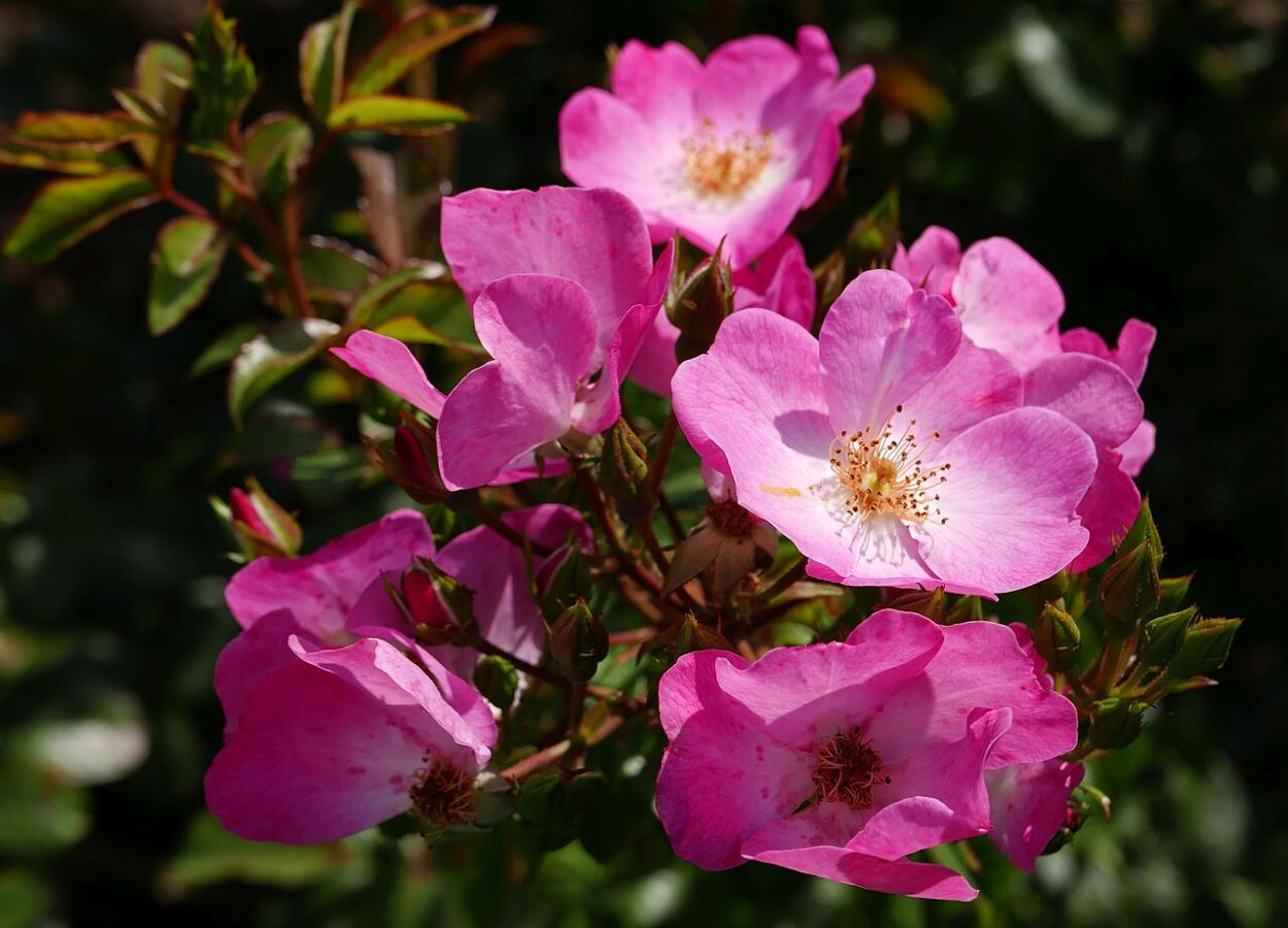 Rosier 'Phlox Meidiland'