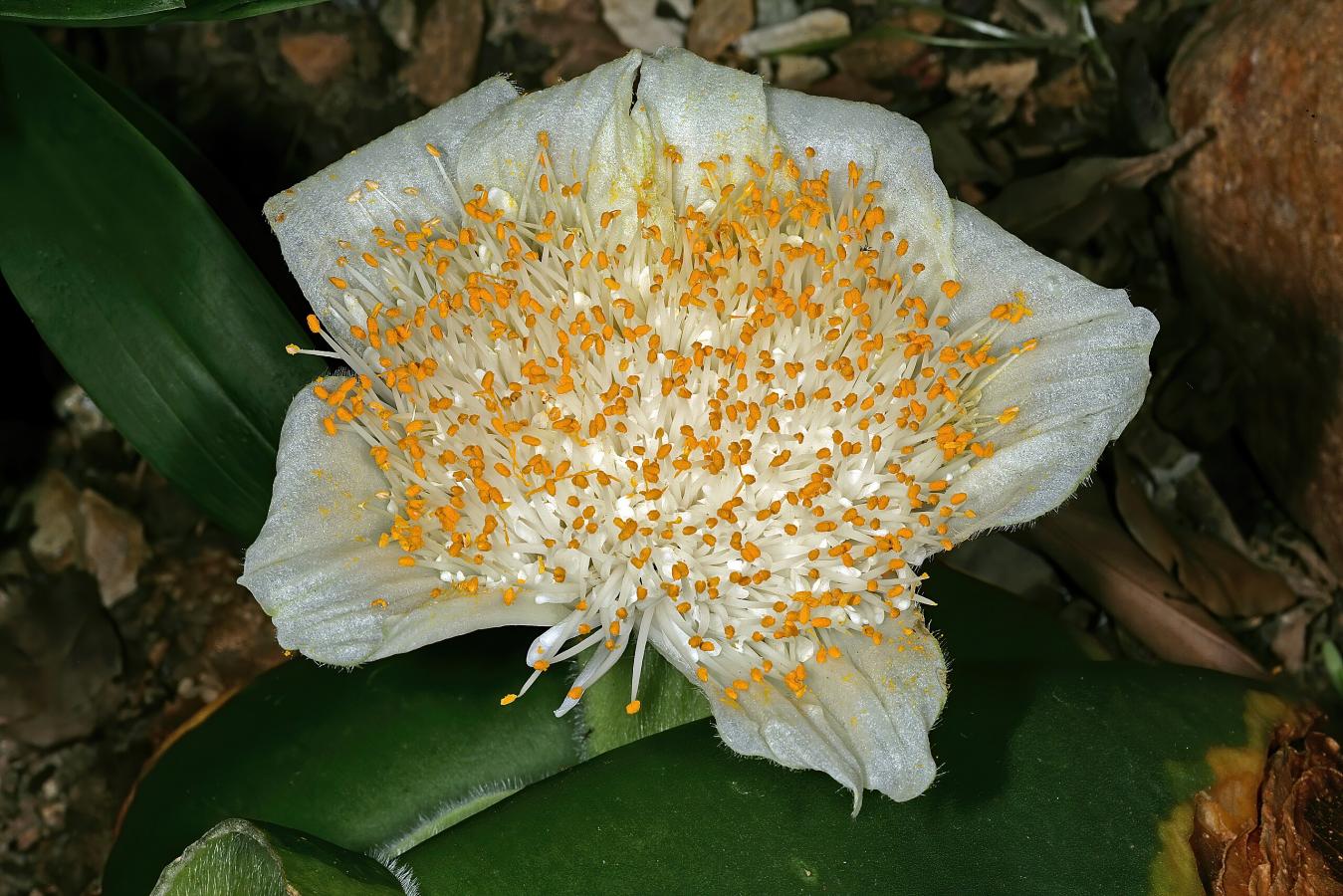 Haemanthe deformis