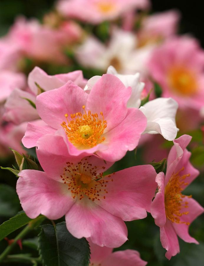 Rosier 'Pink Bassino'