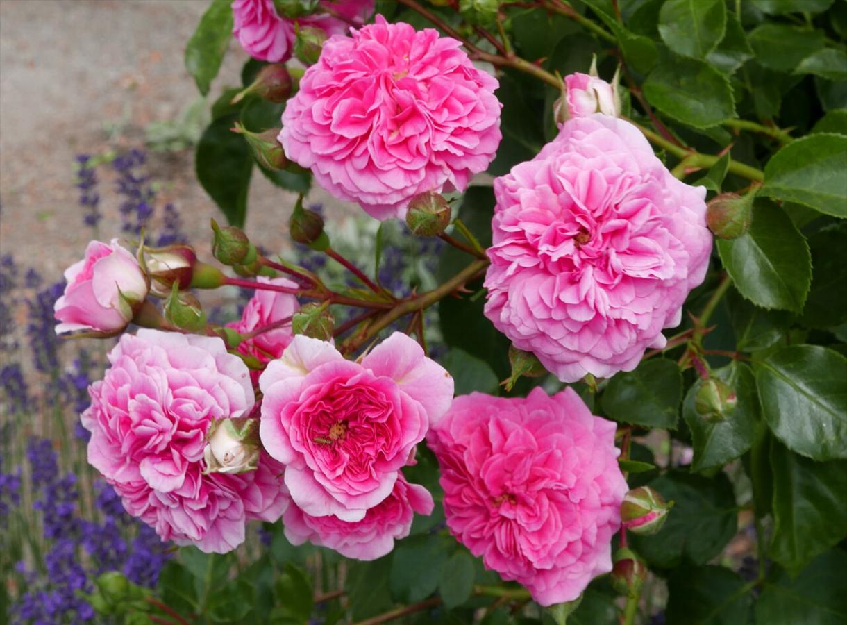 Rosier 'Pink Swany'