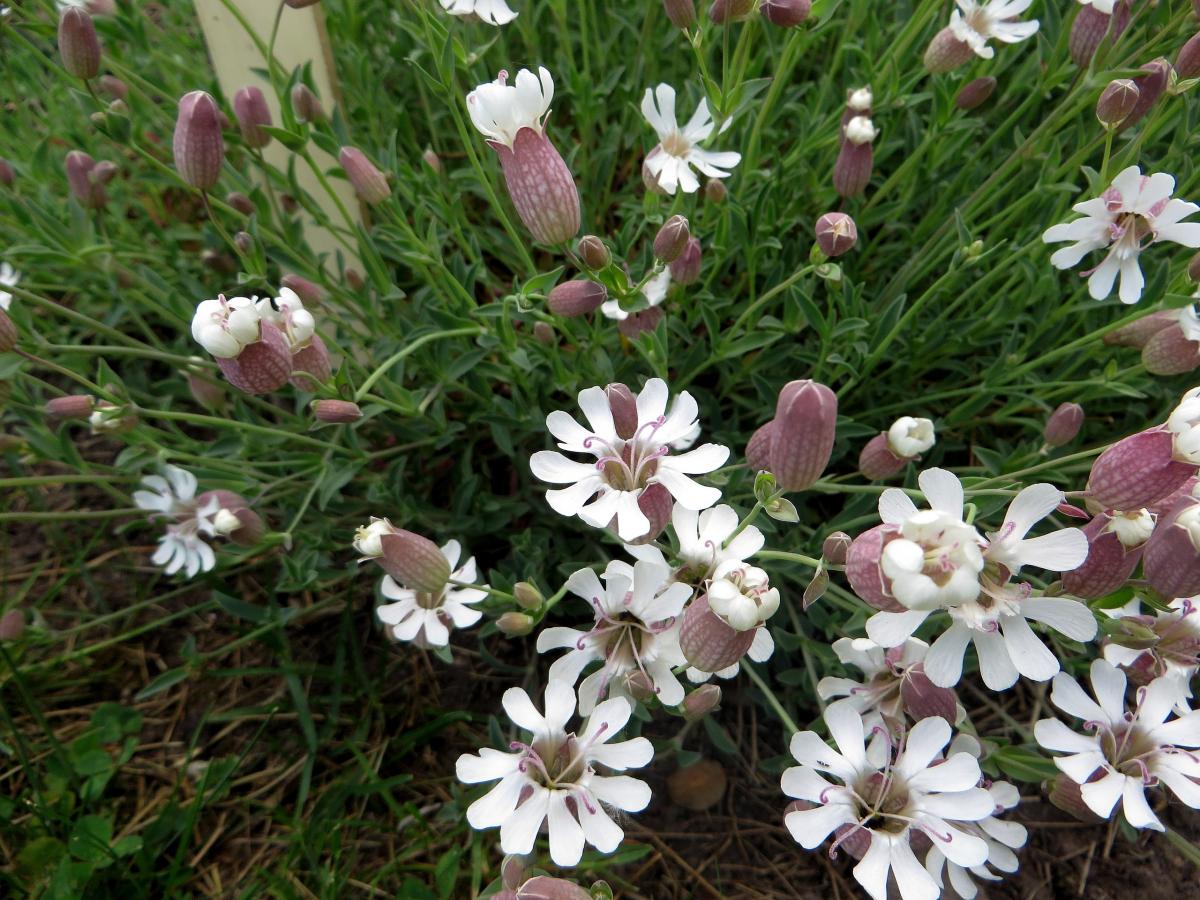 Silène à une fleur