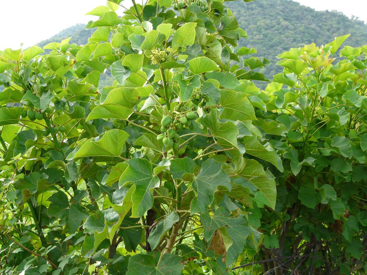 Jatropha curcas