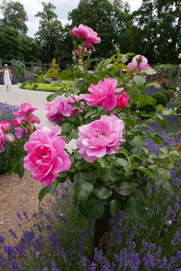 Rosier 'Play Rose'