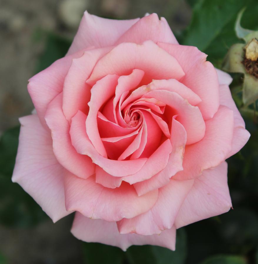 Rosier 'Poesie'