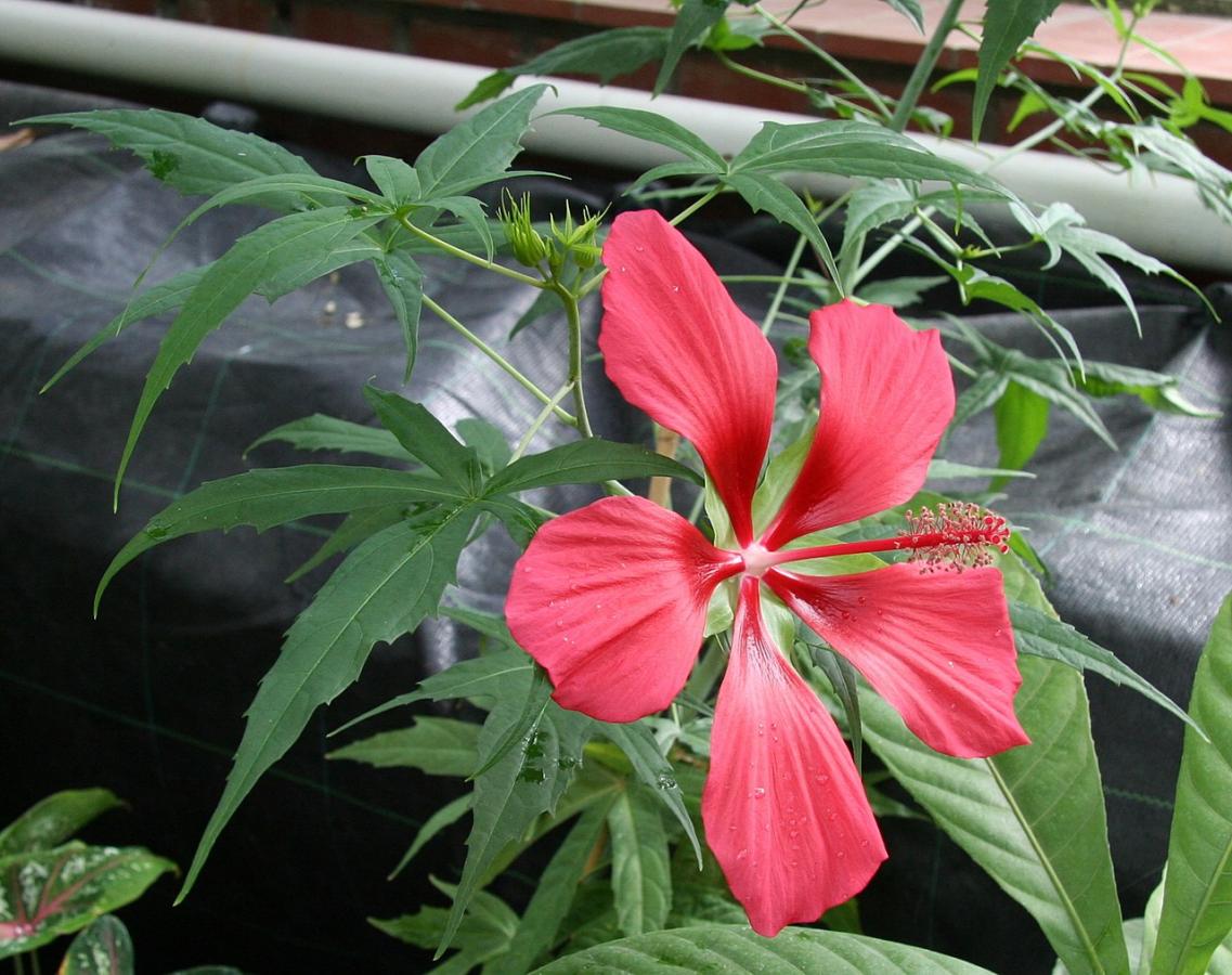 Hibiscus écarlate