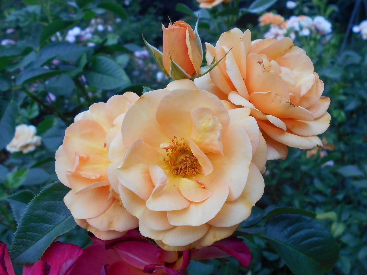 Rosier 'Portoroz'