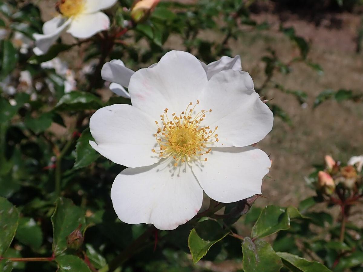 Rosier 'Pretty Snow'