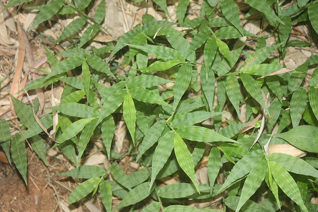 Oplismène à feuilles ondulées