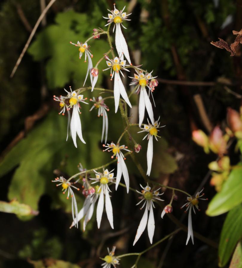 Saxifrage d'automne