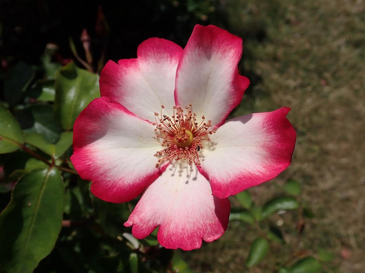 Rosier 'Pretty Kiss'