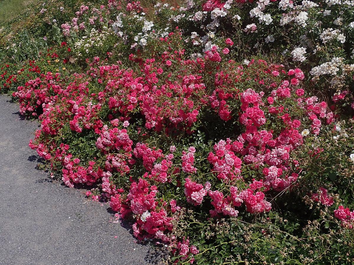 Rosier 'Purple Meidiland'
