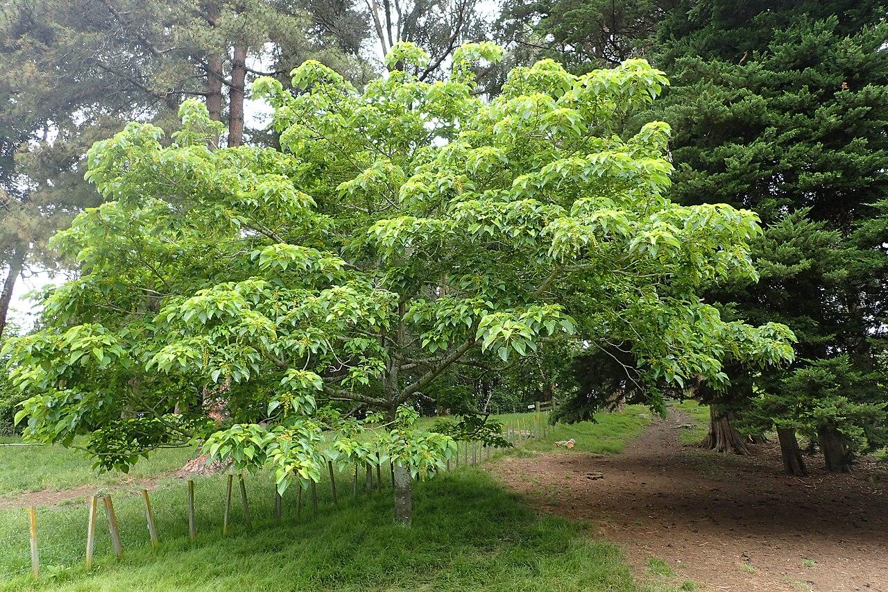 Idesia polycarpa