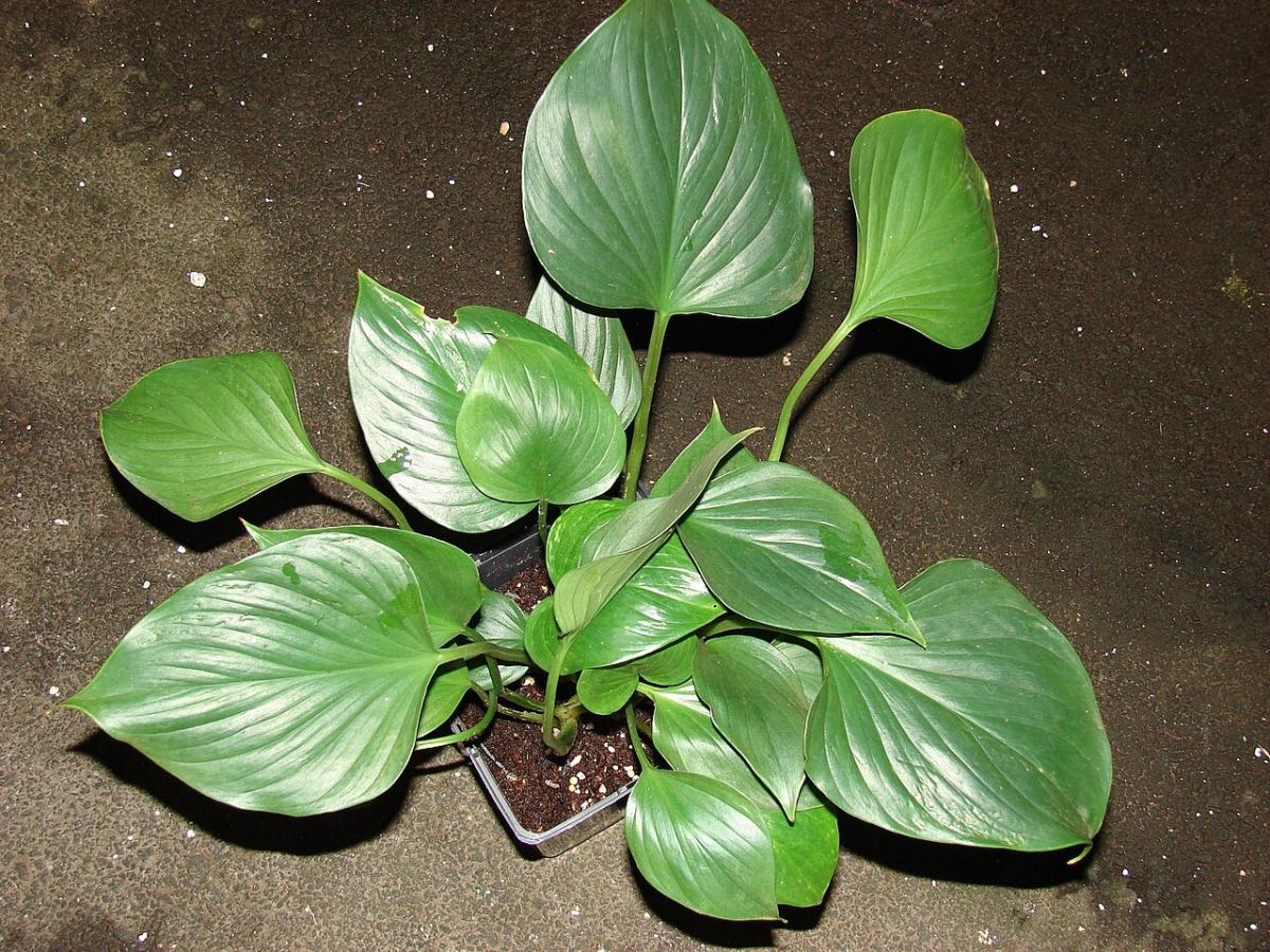 Homalomena rubescens