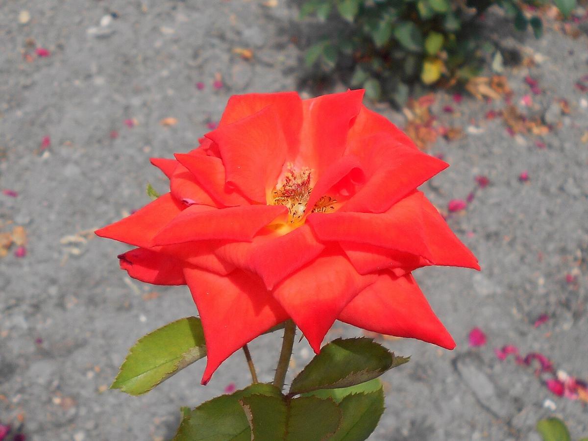 Rosier 'Prominent'