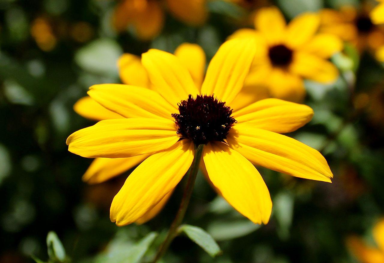 Rudbéckie trilobée