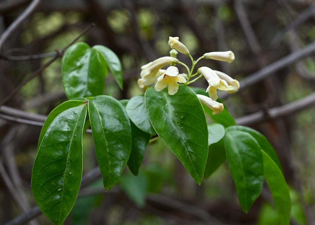 Pandoréa floribunda