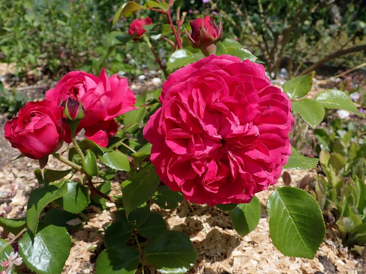 Rosier 'Red Leonardo da Vinci'