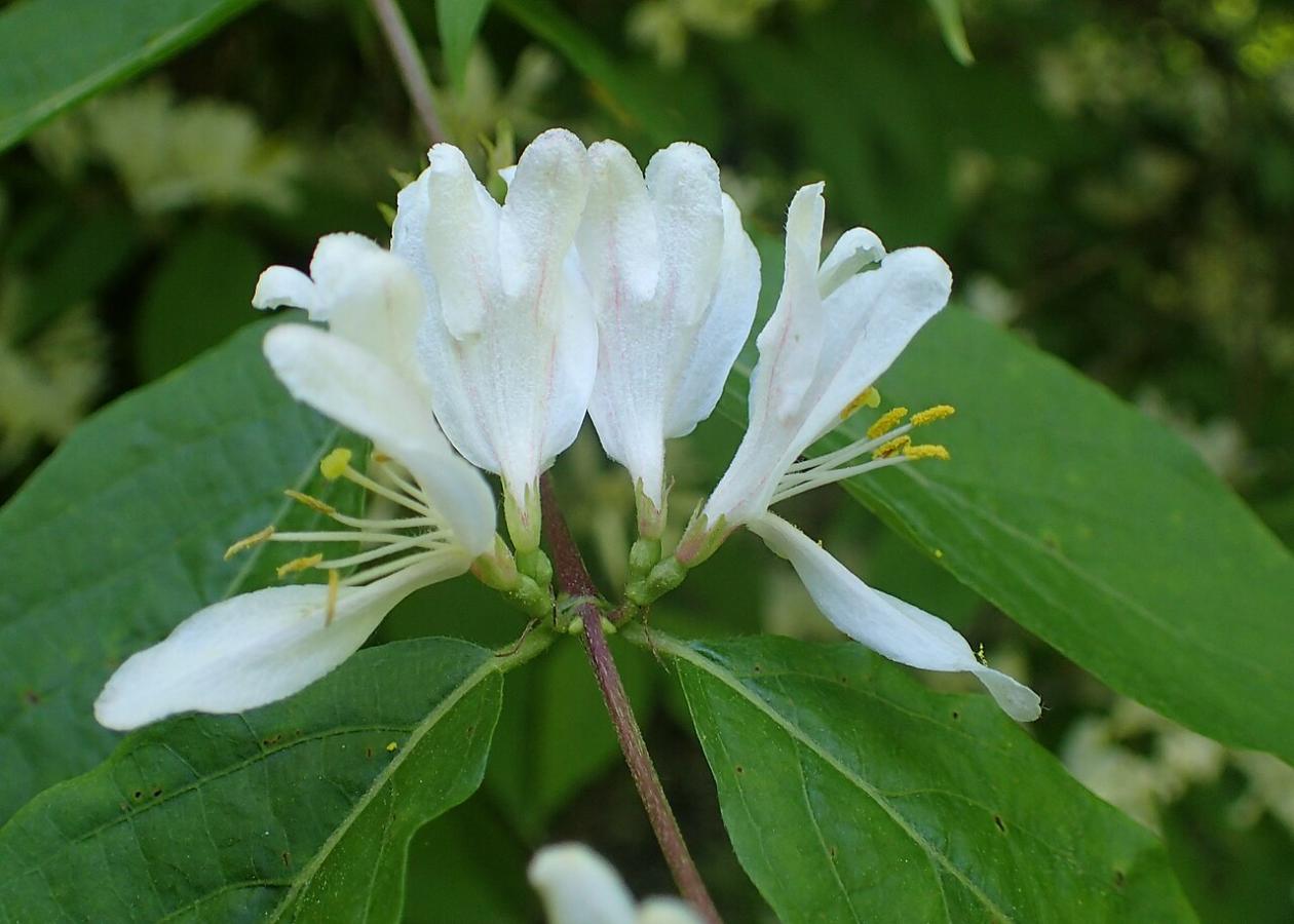 Chèvrefeuille de Maack