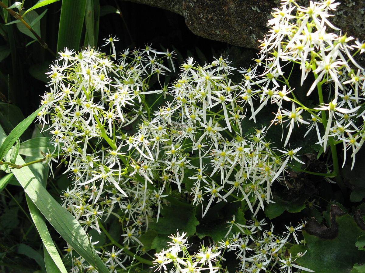 Saxifrage de Fortune