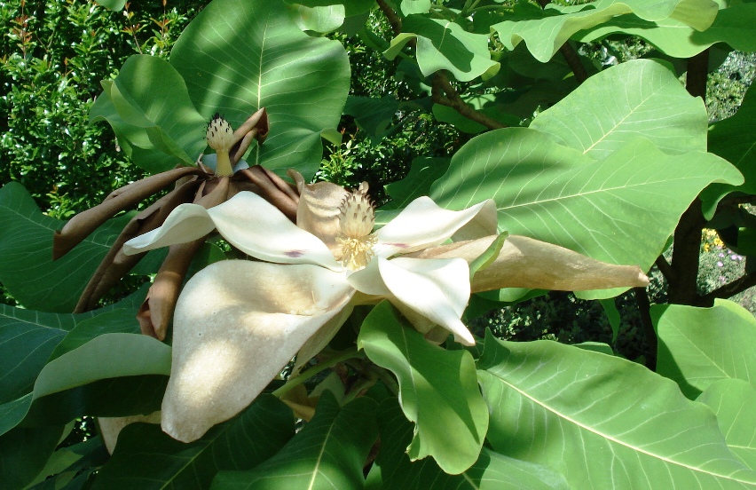 Magnolia à grandes feuilles