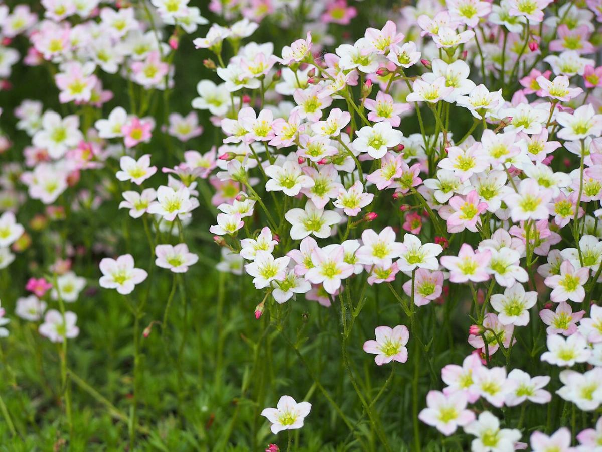 Saxifrage d'Arends