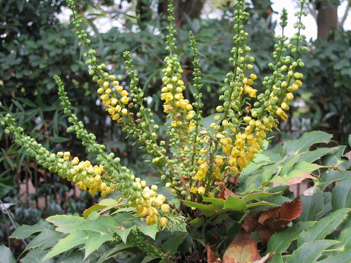 Mahonia de Beale