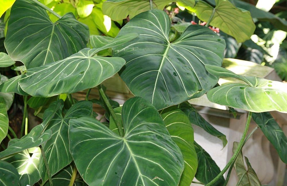 Philodendron gloriosum