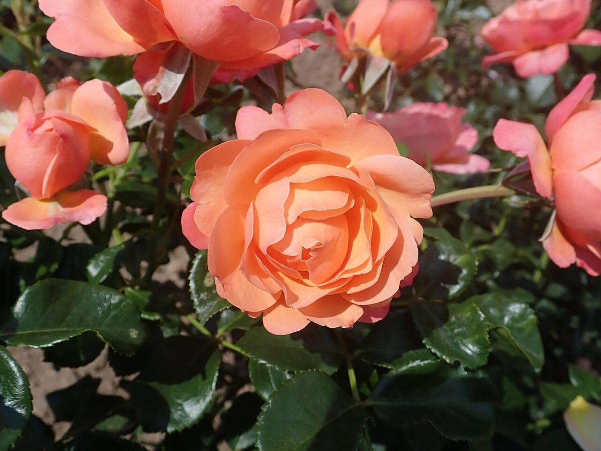 Rosier 'Coral Lions-Rose'