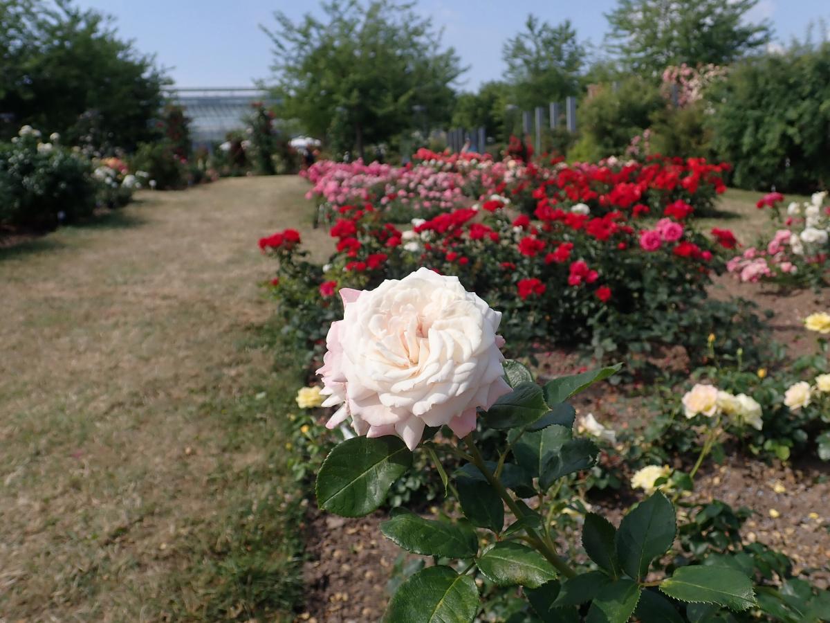 Rosier 'Rosenfaszination'