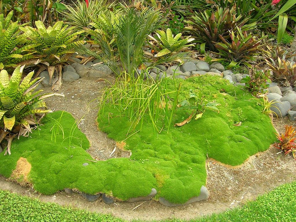 Scléranthe à une fleur