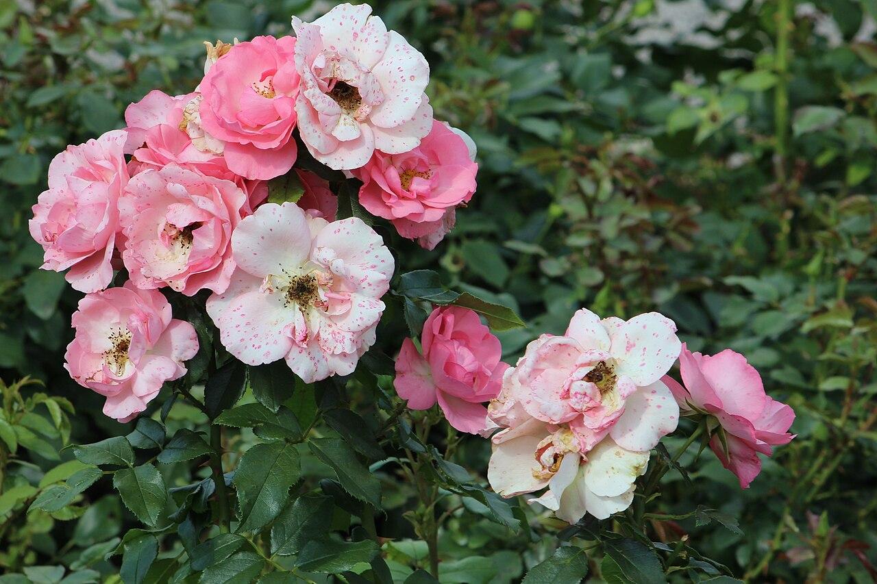 Rosier 'Rosenprofessor Sieber'