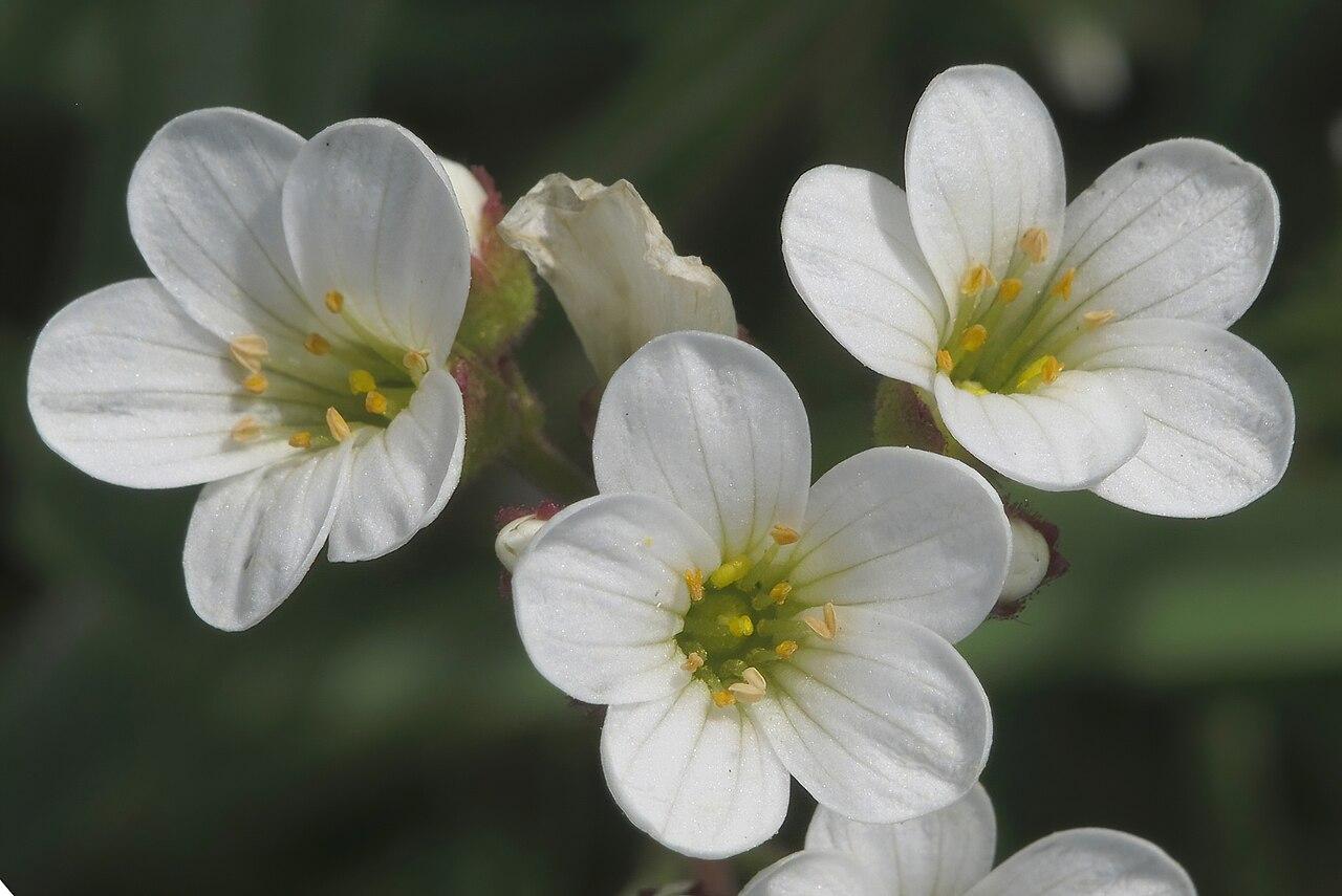 Saxifrage granulée
