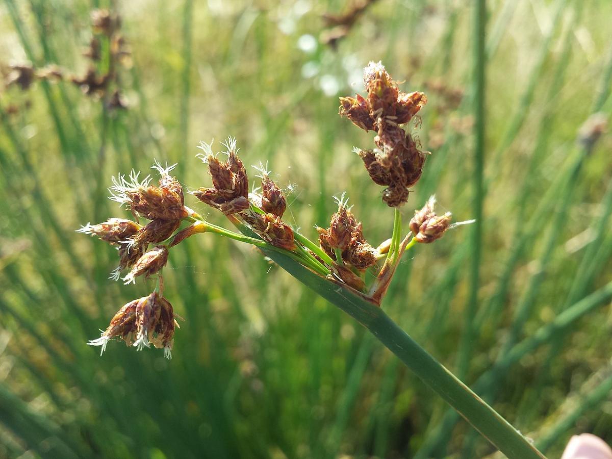 Jonc des chaisiers glauque