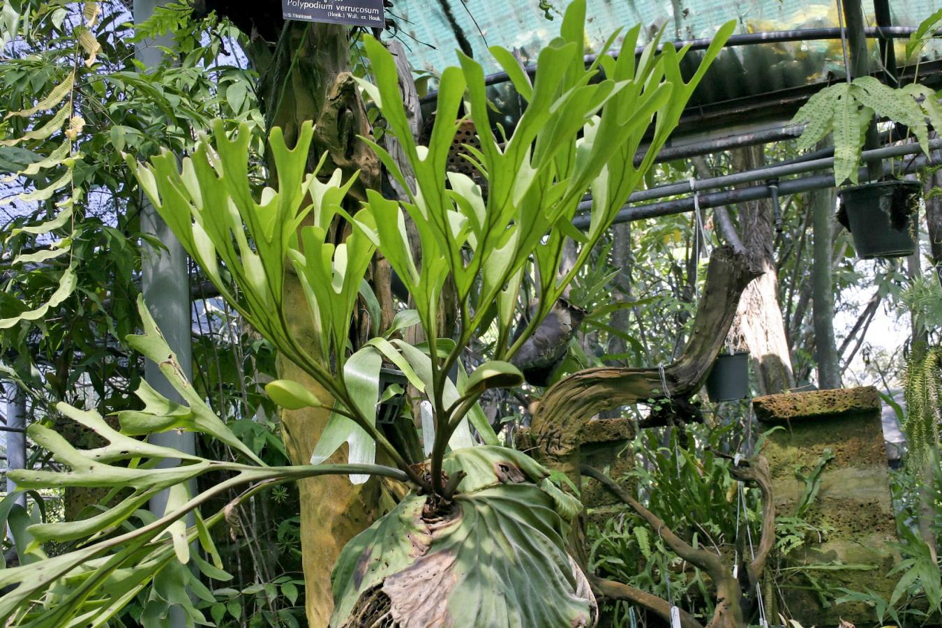 Corne d'élan de Ridley