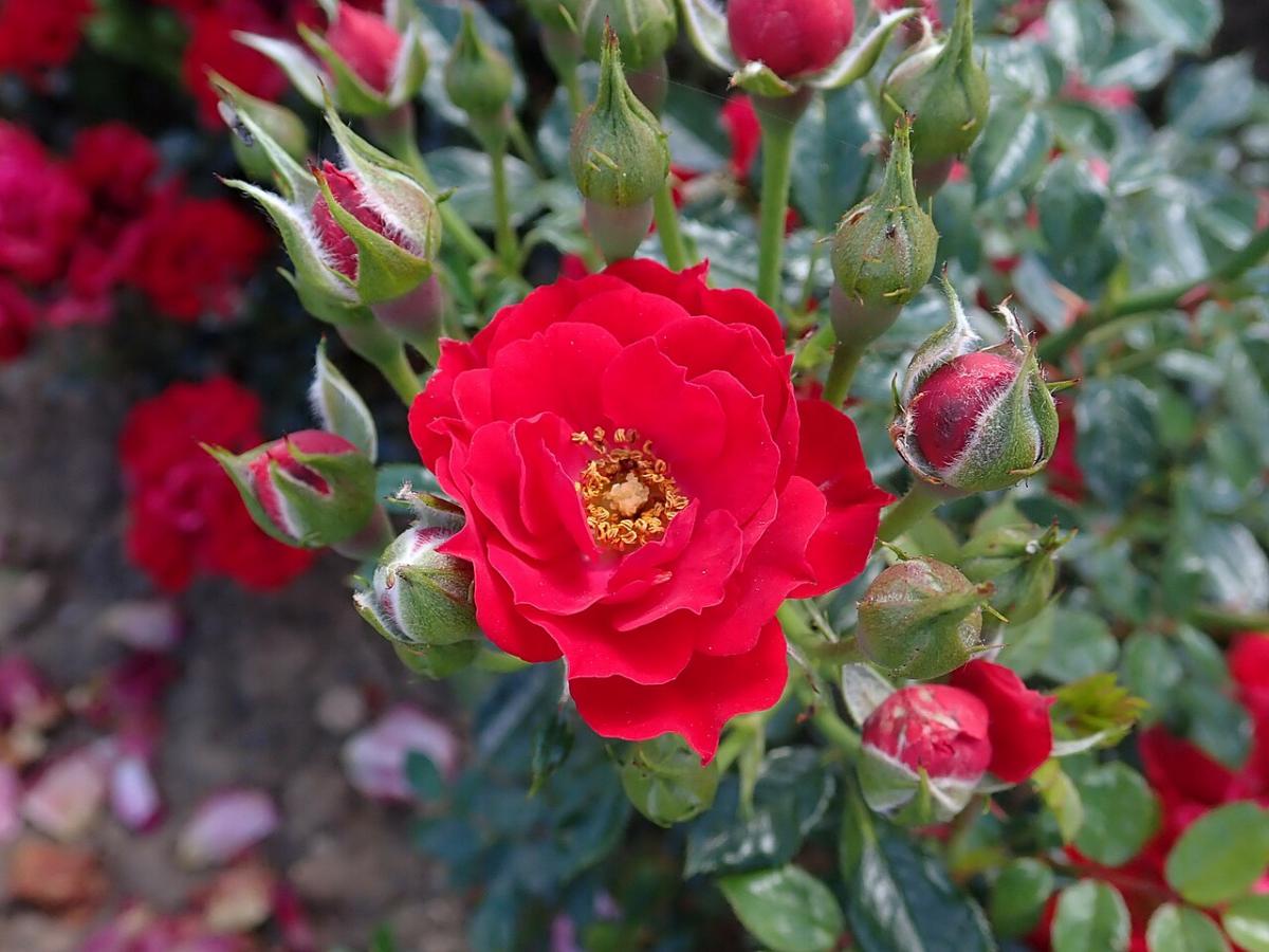 Rosier 'Rote Babyflor'