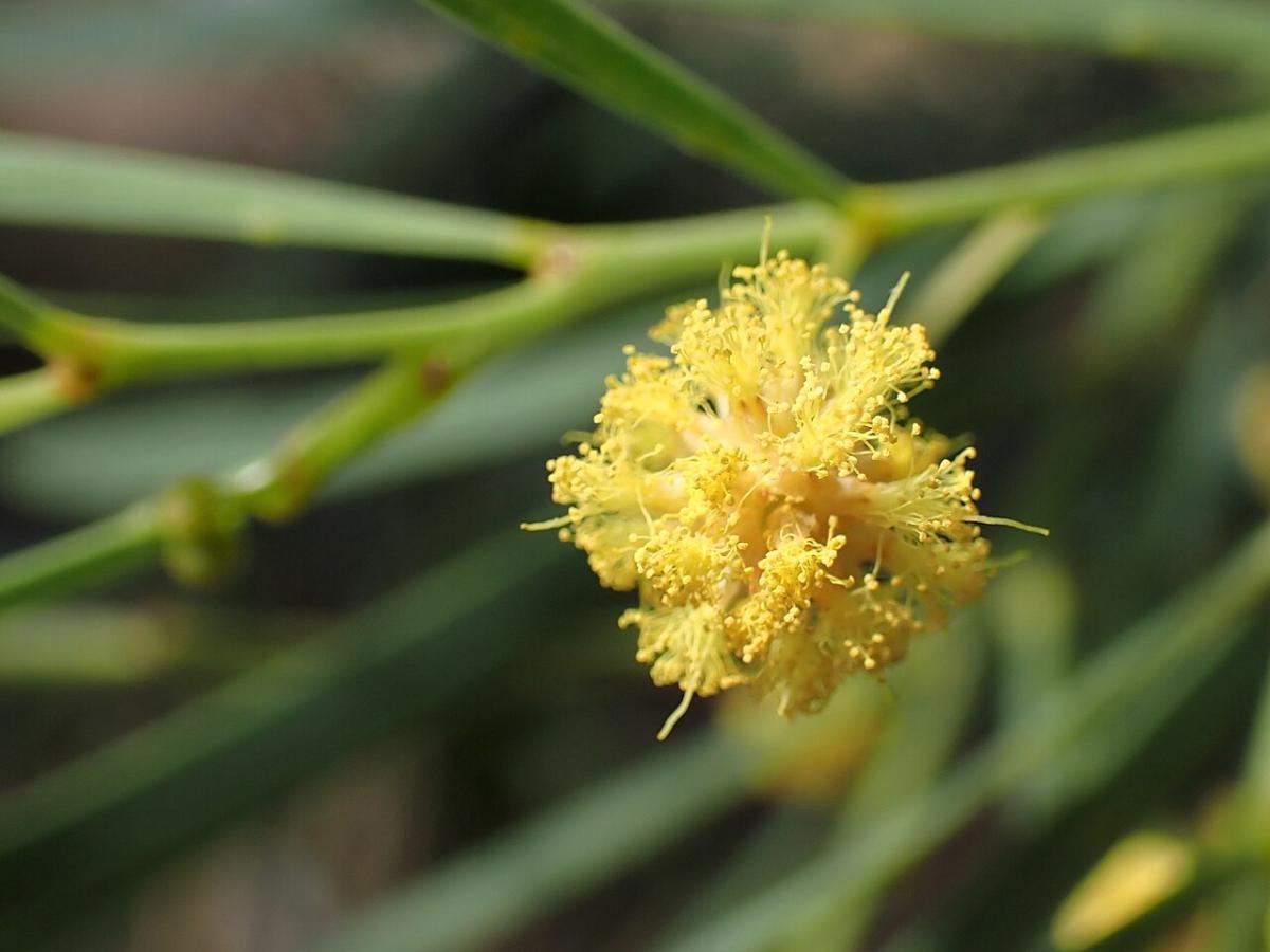 Mimosa à feuilles de saule