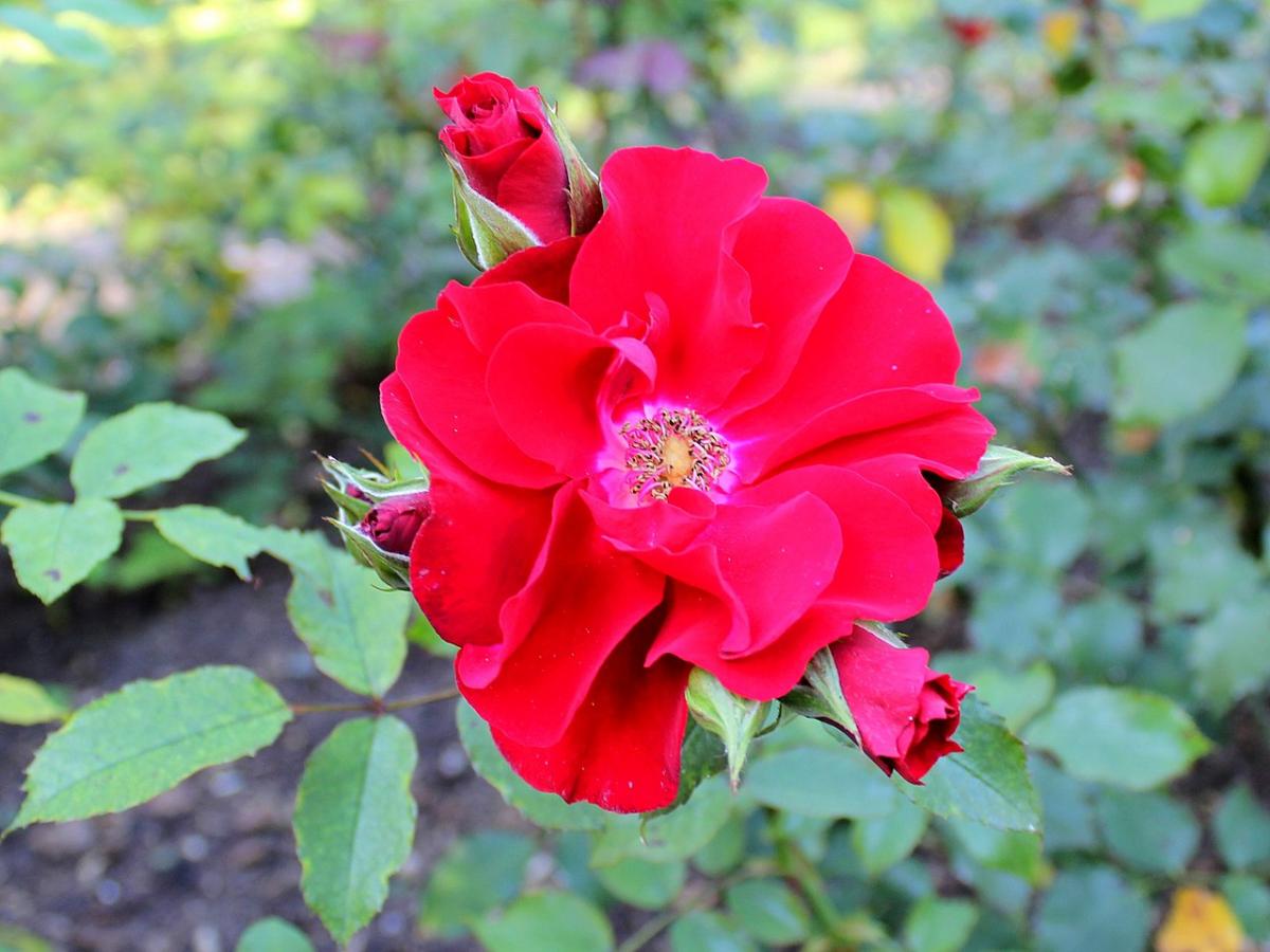 Rosier 'Roter Korsar'