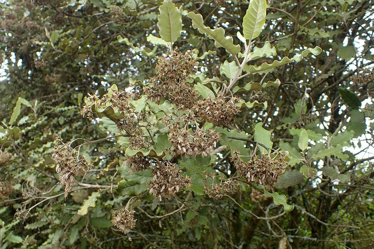 Marguerite arborescente