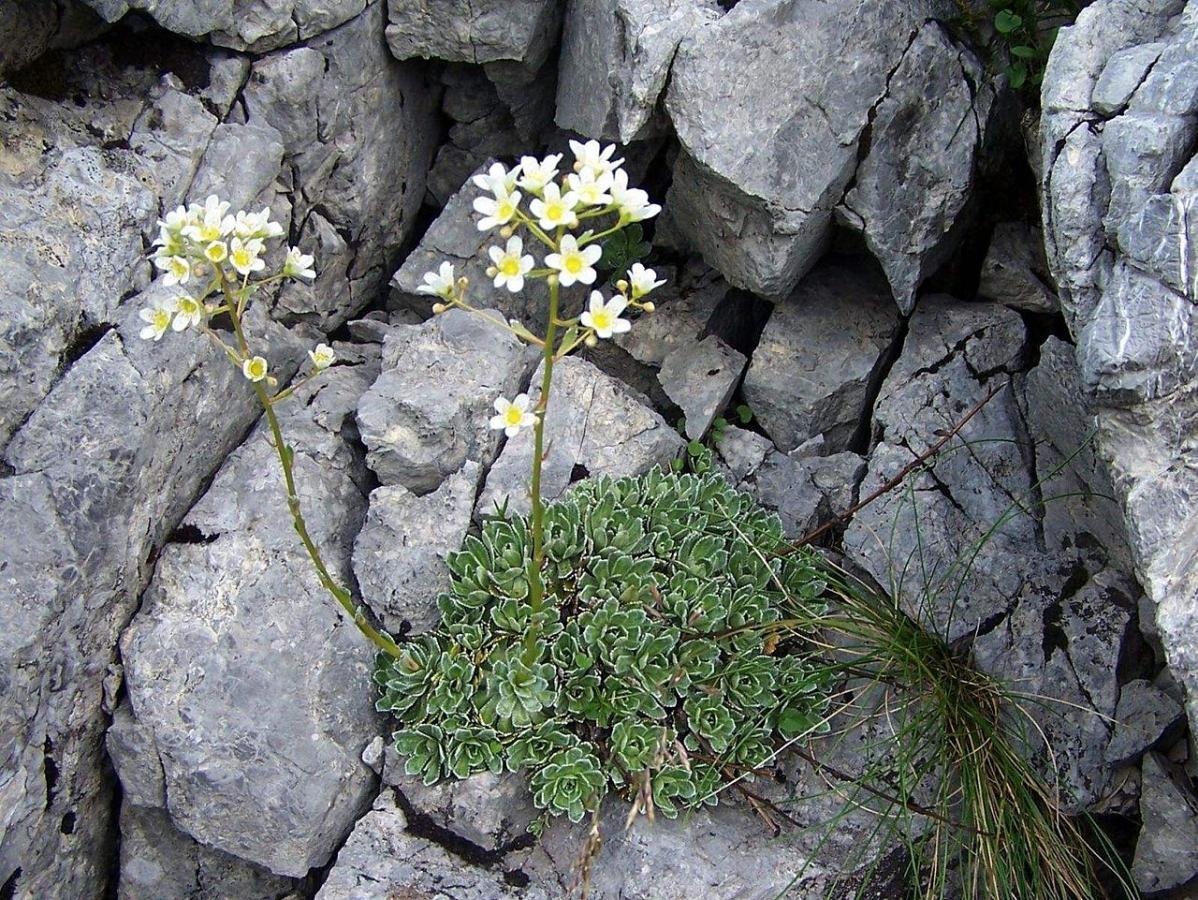 Saxifrage paniculée