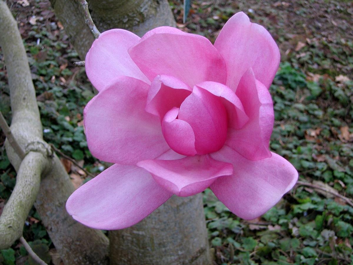 Magnolia de Campbell