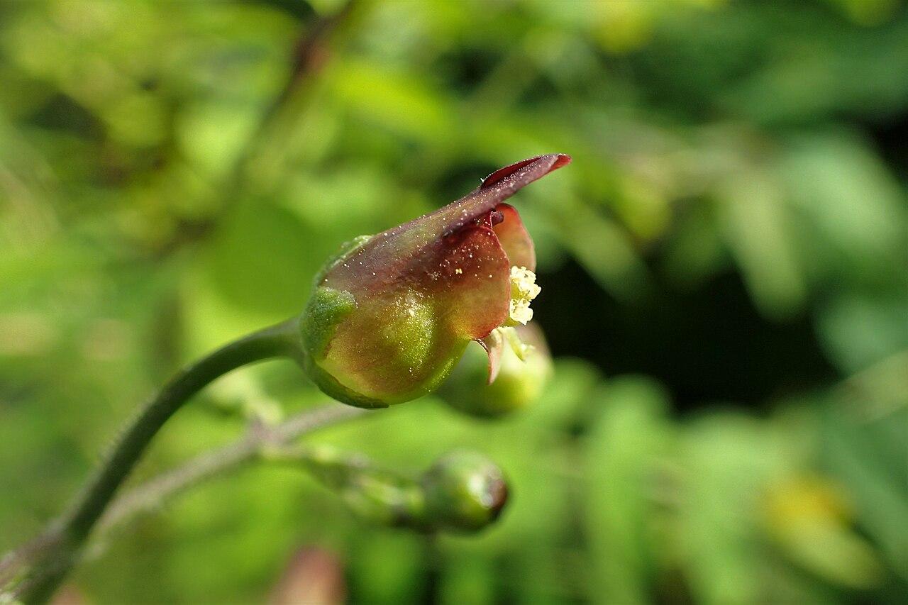 Scrofulaire aquatique